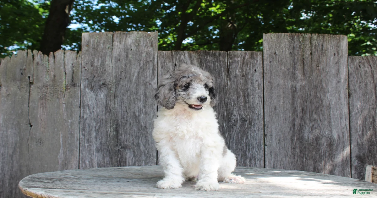 Standard Poodle Puppies for sale in Paradise, Pennsylvania