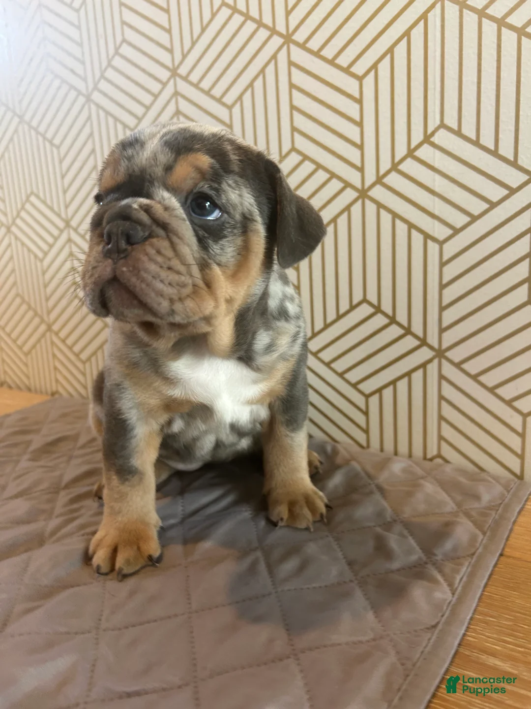 English Bulldog dogs for sale: Mable - Ad 2