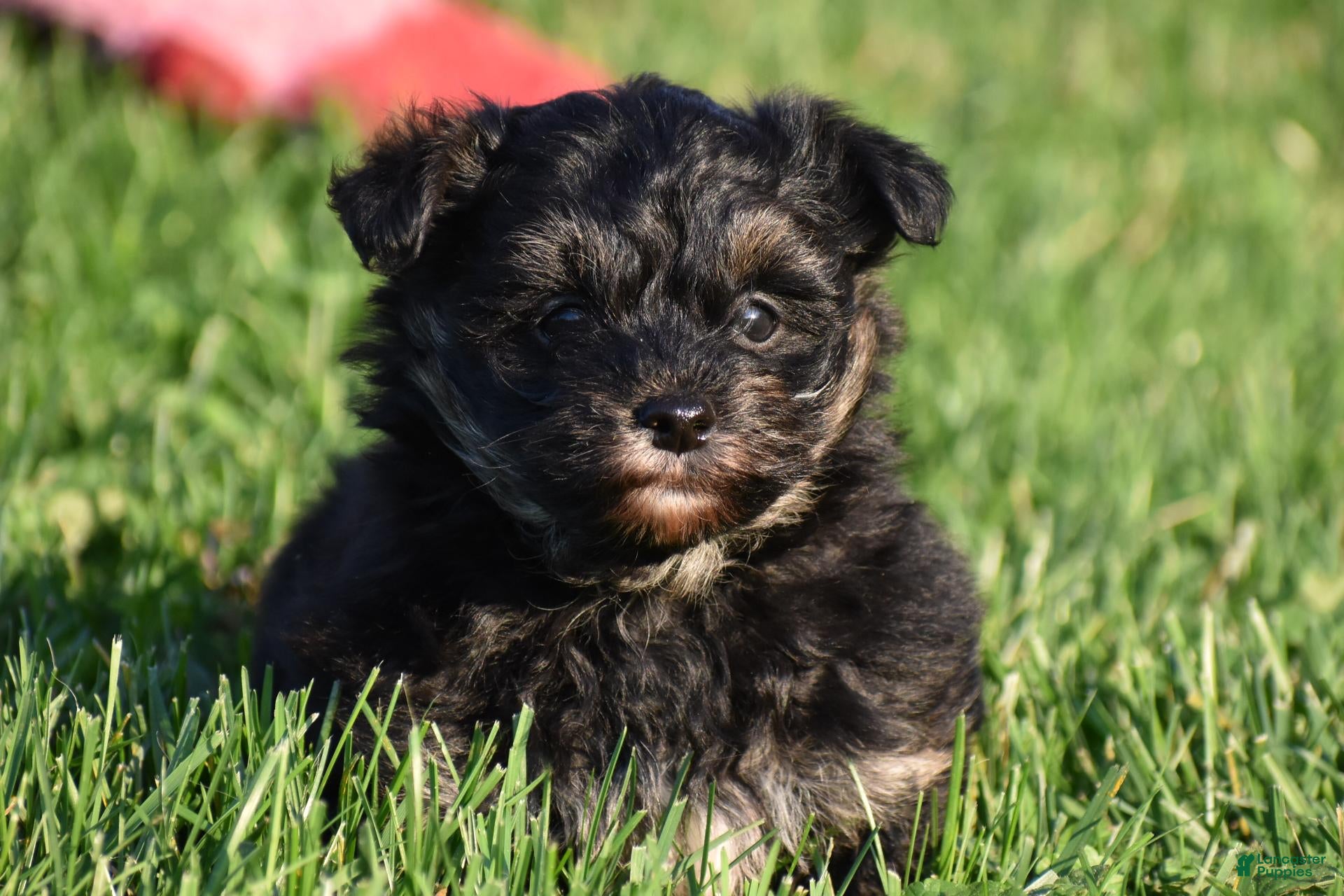 Mixed Breed dogs for sale: Stoker - Ad 1