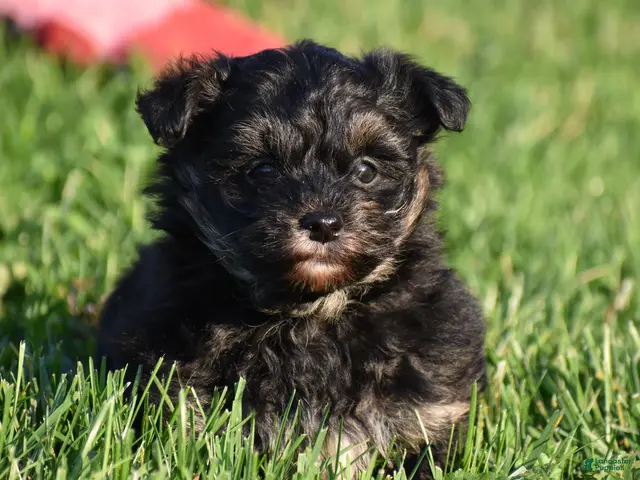 Mixed Breed dogs for sale: Stoker - Ad 1