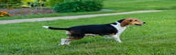 Beagle dogs for sale: Cleo 🌸 - Ad 18