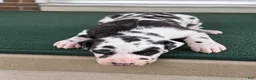 Great Dane dogs for sale: Harley  - Ad 5