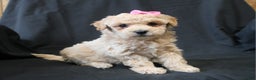 Bichpoo dogs for sale: Barbie - Ad 8