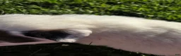 Great Pyrenees dogs for sale: John - Ad 15