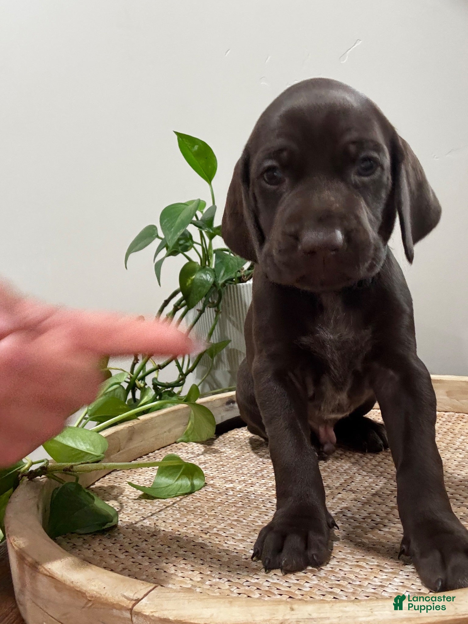 Mixed Breed dogs Black - Ad 2