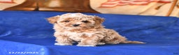 Bichpoo dogs for sale: Tracy - Ad 1