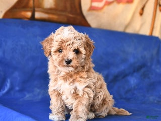 Bichpoo dogs Tracy - Ad 21