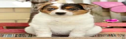 Australian Shepherd dogs for sale: Amber - Ad 2