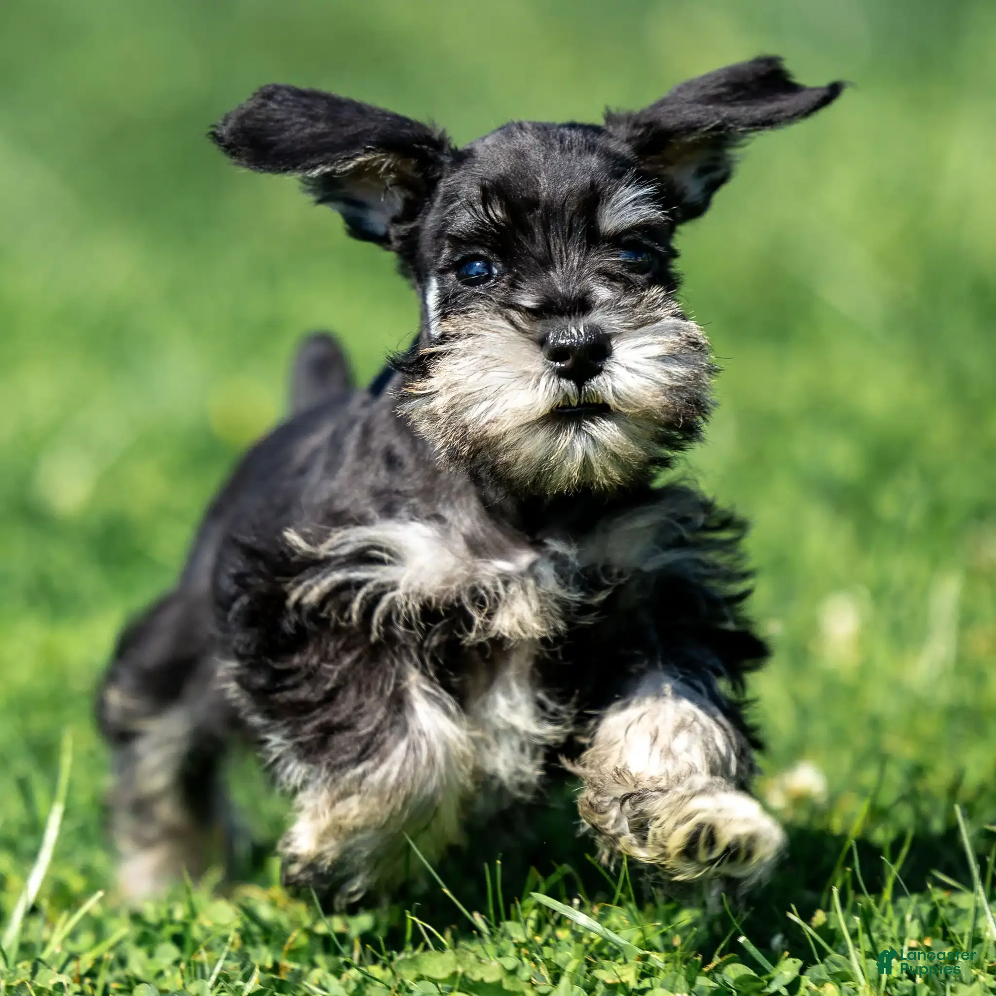 Miniature Schnauzer dogs Parker - Ad 13