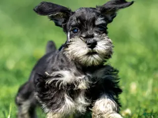 Miniature Schnauzer dogs Parker - Ad 13