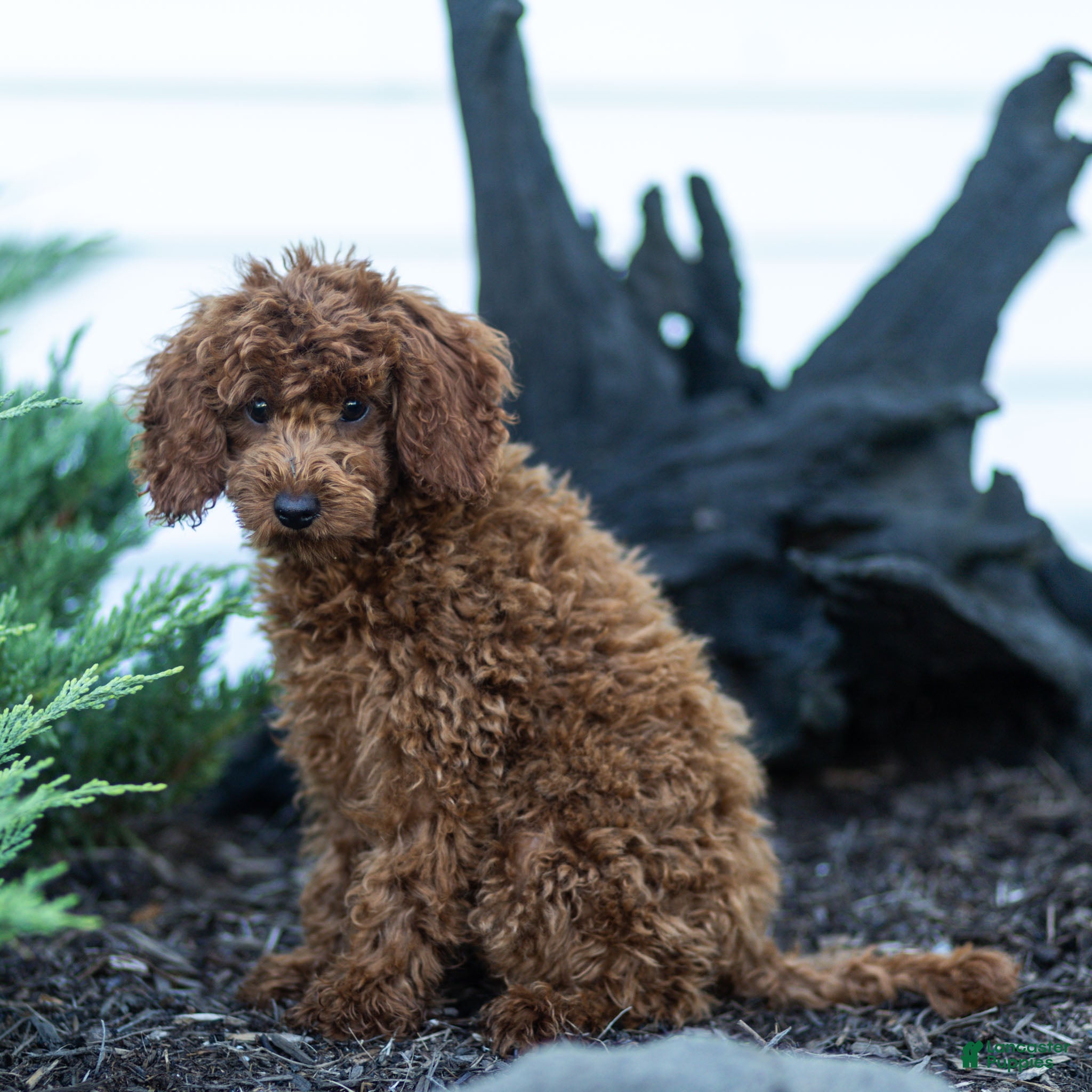 Toy Poodle dogs Roxy Toy Poodle Puppy  - Ad 2