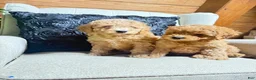 Cavapoo dogs for sale: Sadie  - Ad 4