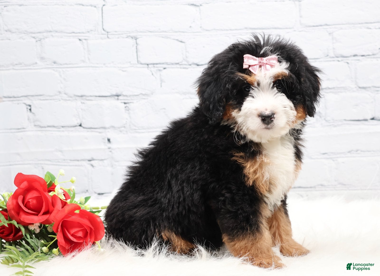 Mini Bernedoodle dogs Demi - Ad 24