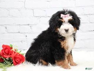 Mini Bernedoodle dogs Demi - Ad 24
