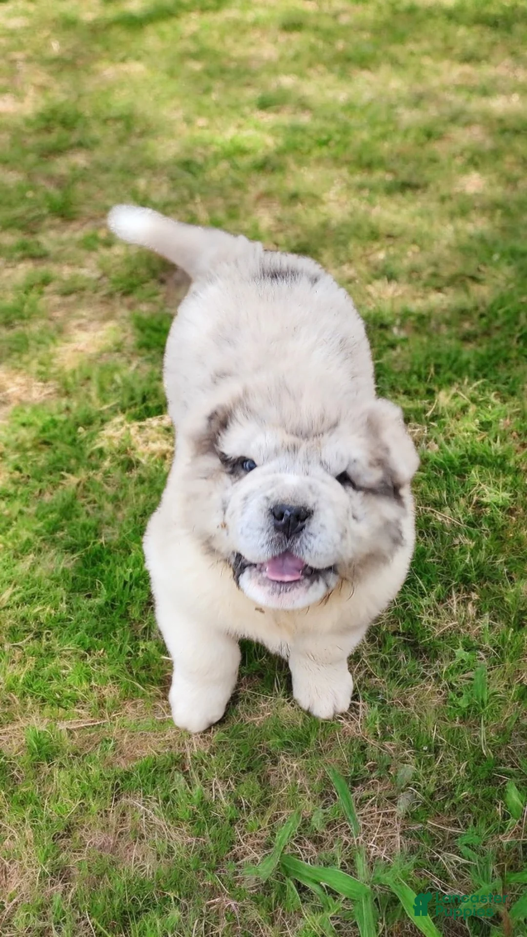 Shar Pei dogs for sale: Simba merle mini bear  - Ad 16