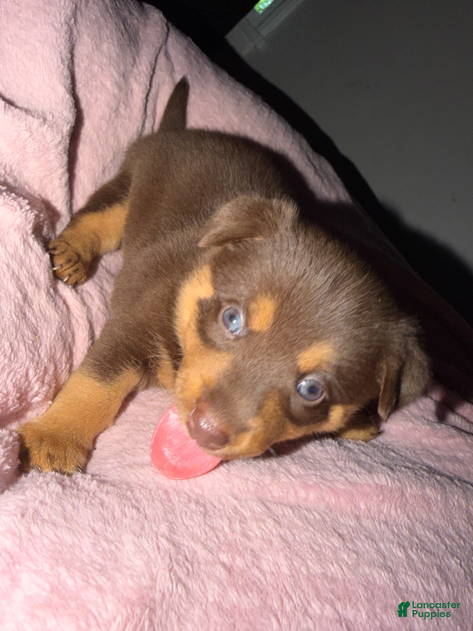 Mixed Breed dogs Mixed Breed 3 - Ad 9