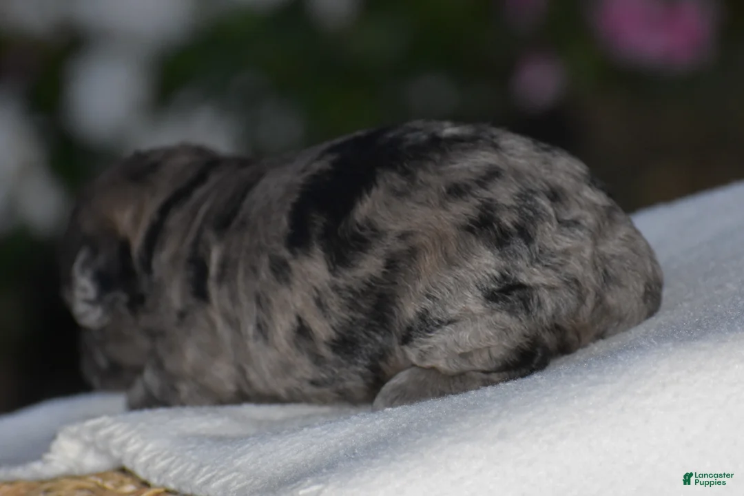Mini Goldendoodle dogs for sale: Heather - Ad 5