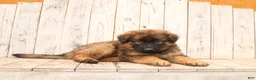 German Shepherd dogs for sale: Larry - Ad 3