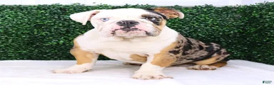 English Bulldog Puppy 2