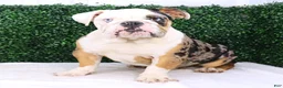 English Bulldog dogs for sale: English Bulldog Puppy 2 - Ad 1