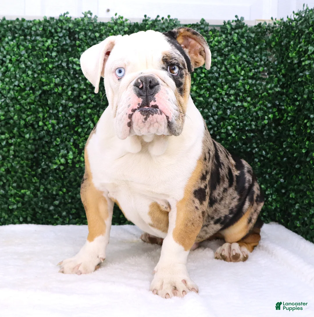 English Bulldog dogs for sale: English Bulldog Puppy 2 - Ad 1