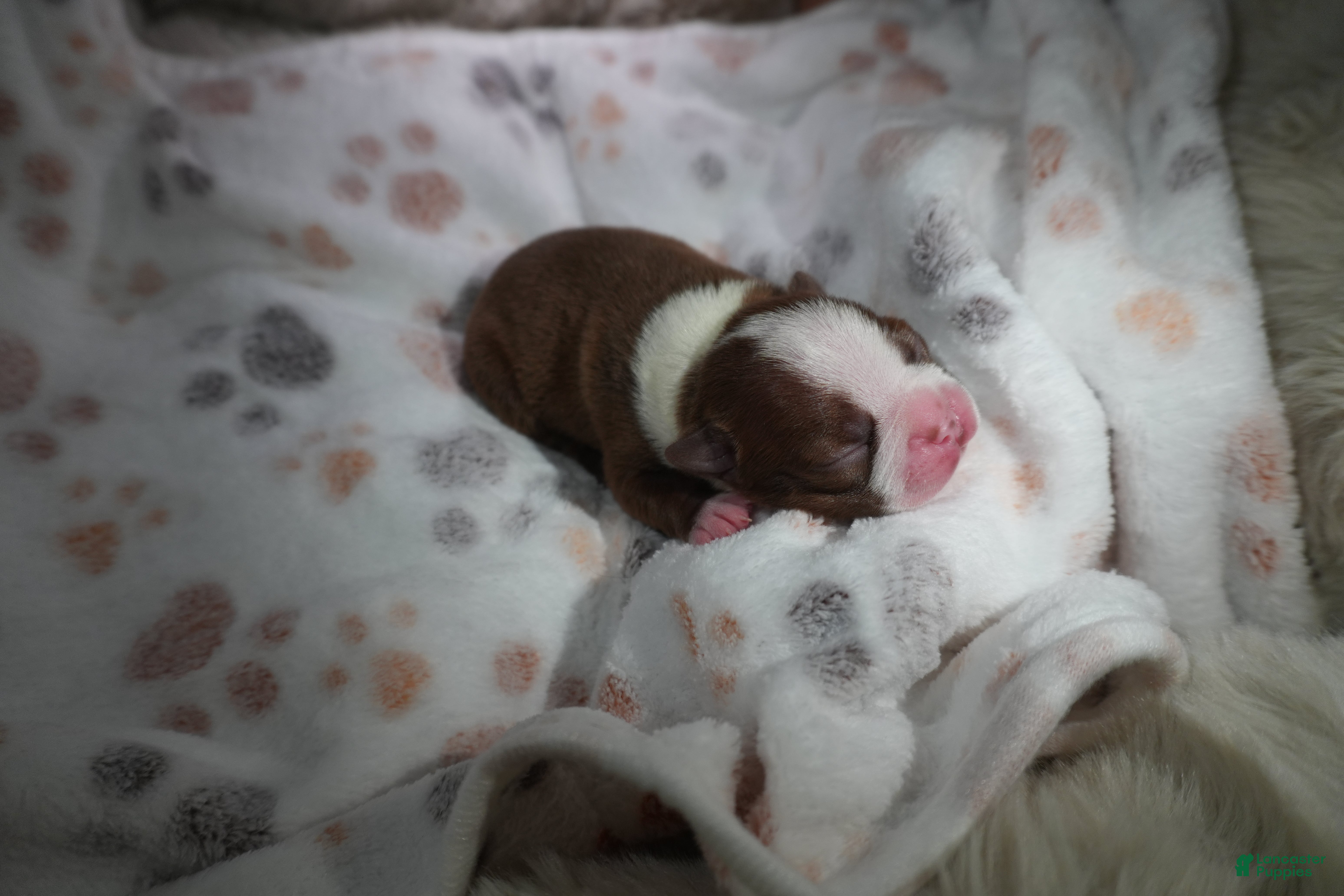 Boston Terrier dogs Rosie - Ad 1