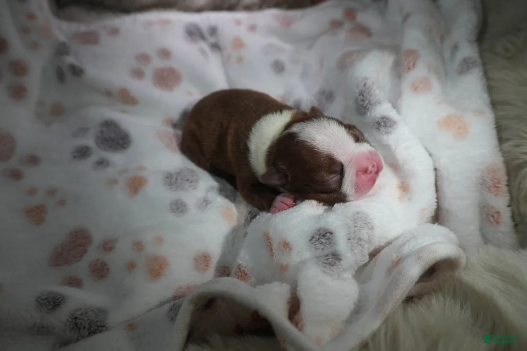 Boston Terrier dogs for sale: Rosie - Ad 1