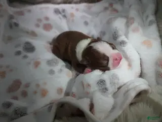 Boston Terrier dogs Rosie - Ad 1