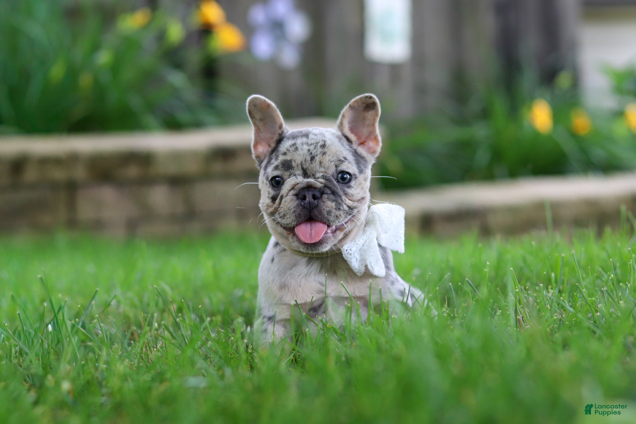 French Bulldog dogs Leah - Ad 1