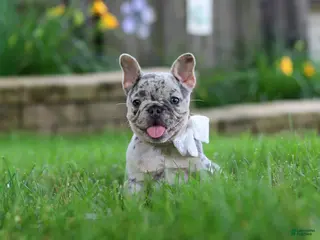 French Bulldog dogs for sale: Leah - Ad 2