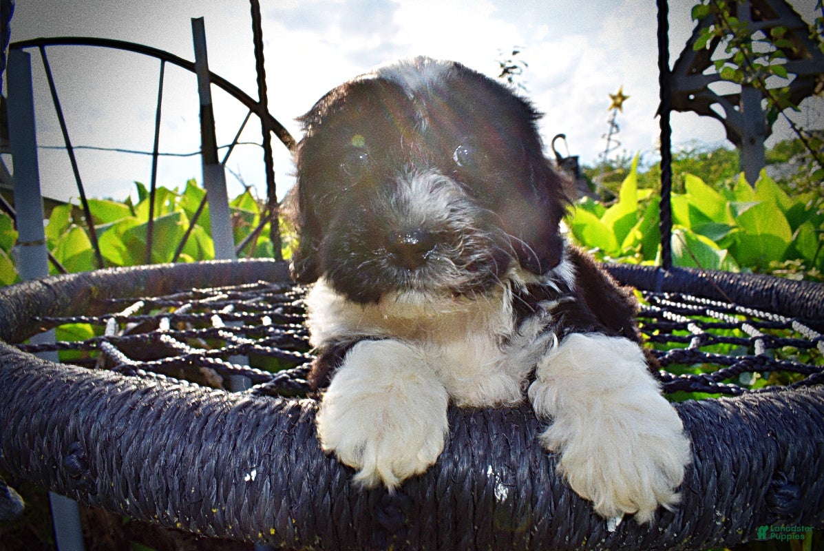 Havapoo dogs Savvy-SUMMER SALE!! $100 off listed price-this week only!  - Ad 1