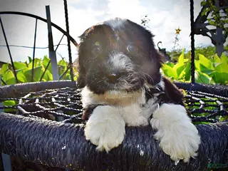 Havapoo dogs for sale: Savvy-SUMMER SALE!! $100 off listed price-this week only! - Ad 1