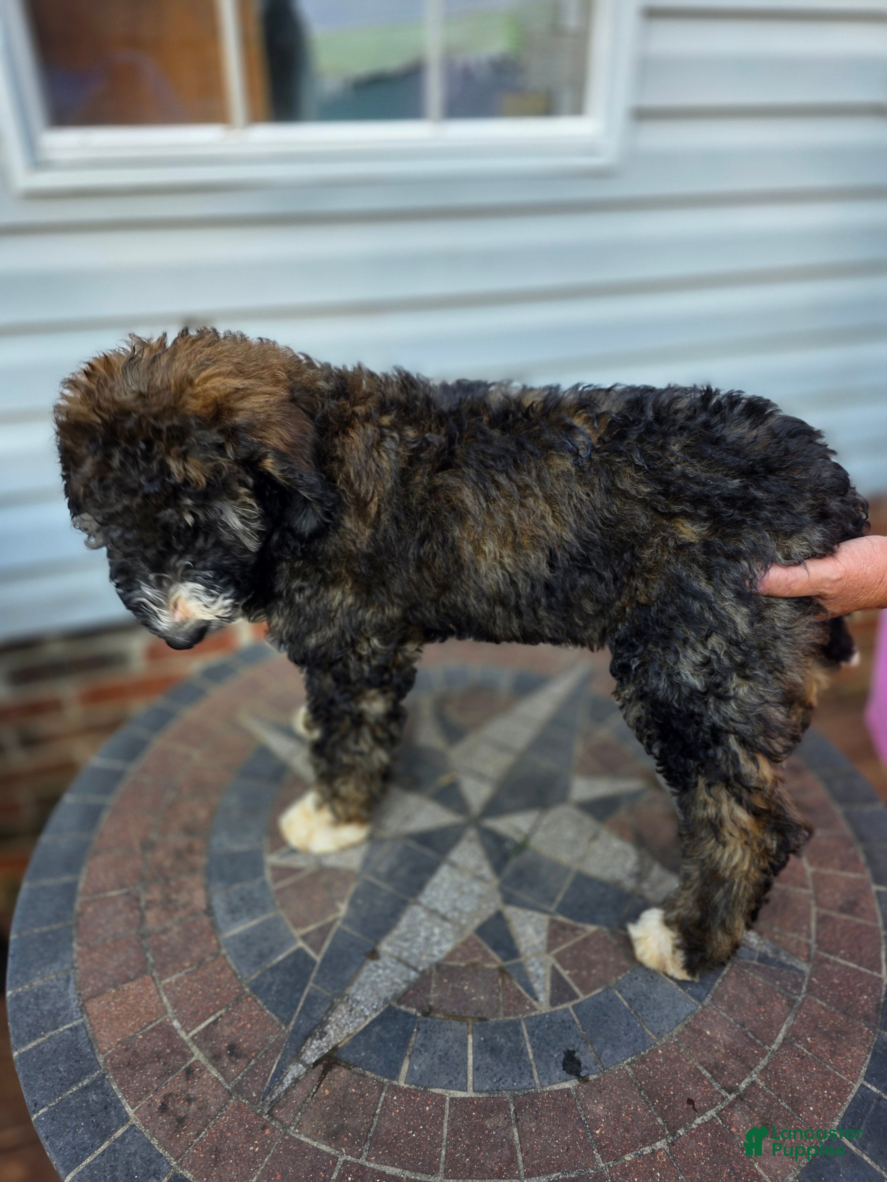 Bernedoodle dogs Skye - Ad 1