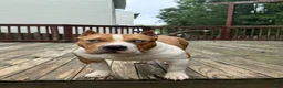 American Bully dogs for sale: Champ - Ad 6