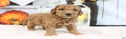 Mini Goldendoodle dogs for sale: Fido - Ad 4