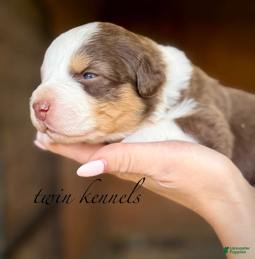 Australian Shepherd dogs for sale: Lucy - Ad 2