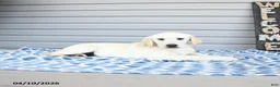 Goldador dogs for sale: Kenya - Ad 5