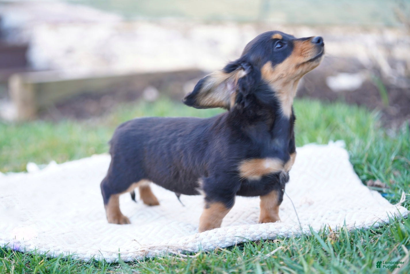 Dachshund dogs William  - Ad 2