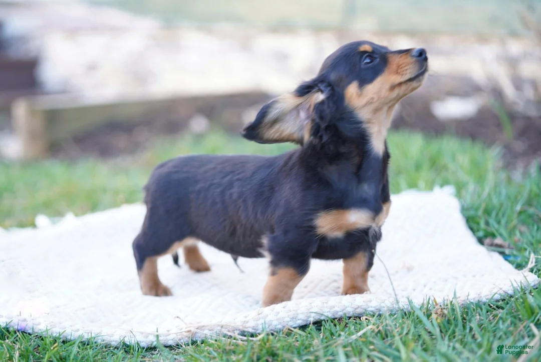Dachshund dogs for sale: William  - Ad 2