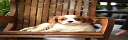 Cavalier King Charles Spaniel dogs for sale: Buster - Ad 3