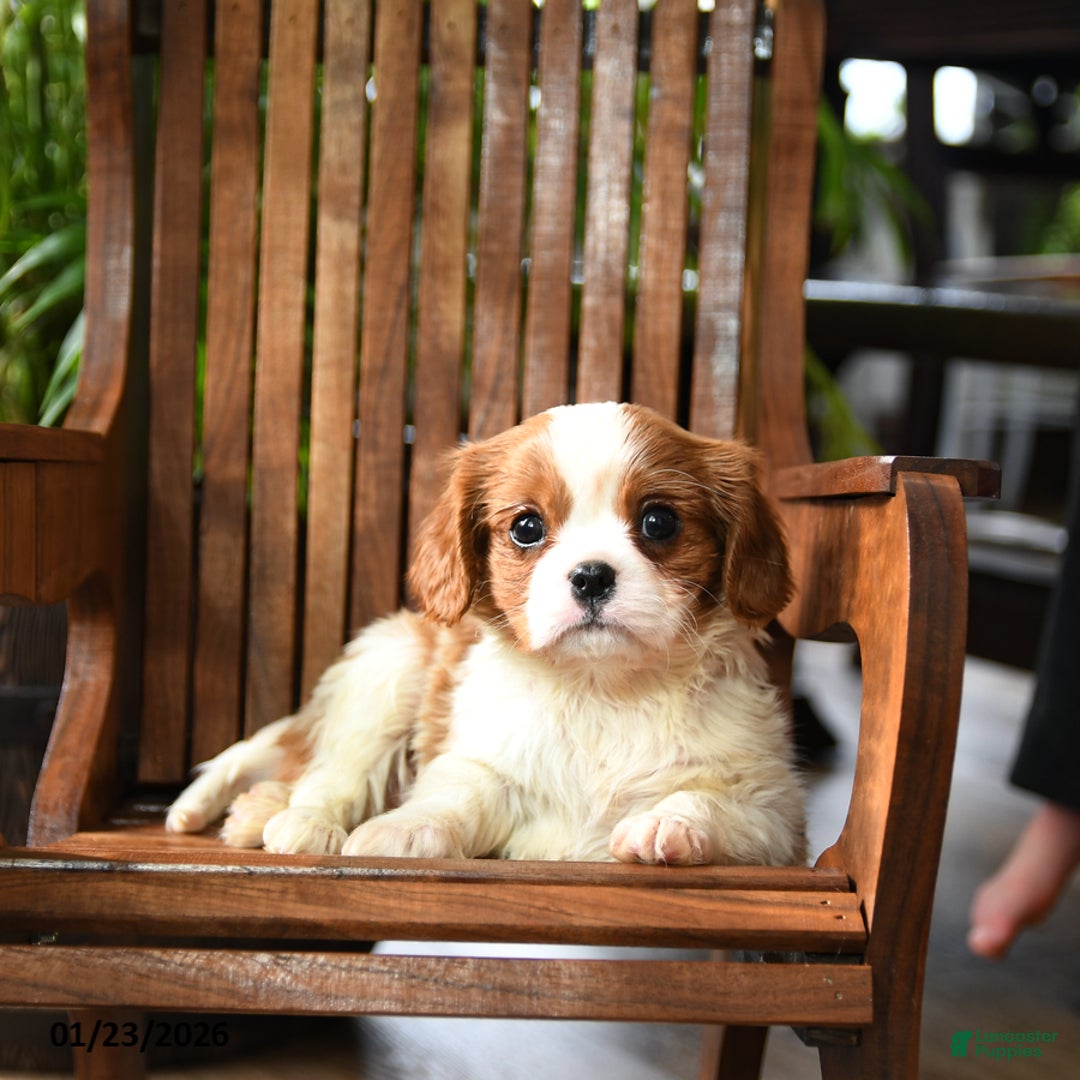 Cavalier King Charles Spaniel dogs for sale: Buster - Ad 3