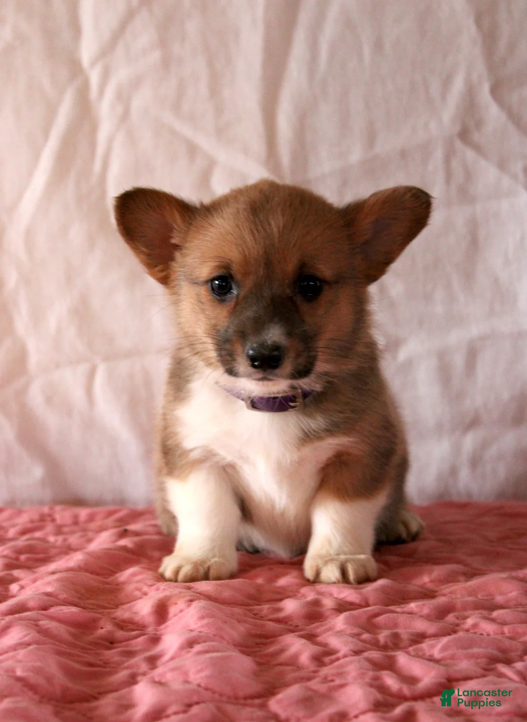 Welsh Corgi Pembroke dogs for sale: Lola - Ad 1