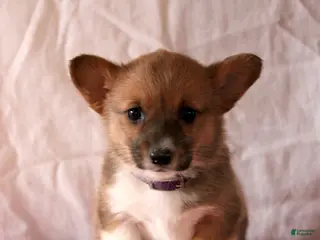 Welsh Corgi Pembroke dogs Lola - Ad 25