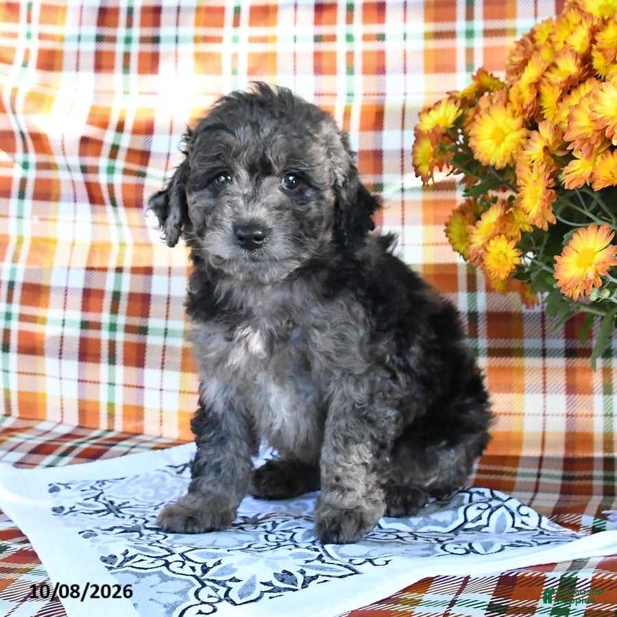 Mini Goldendoodle dogs Anna - Ad 2