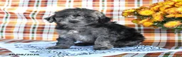 Mini Goldendoodle dogs for sale: Anna - Ad 2