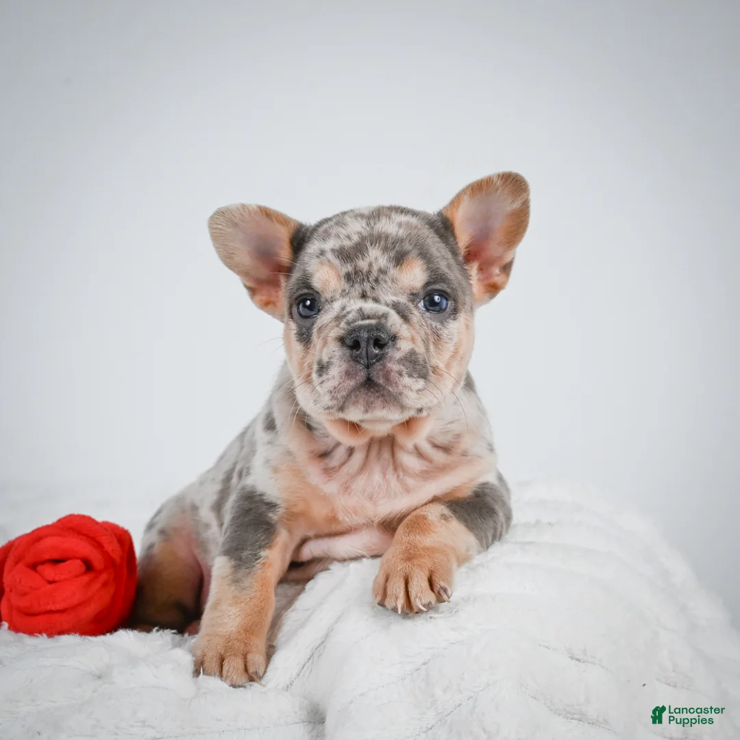 French Bulldog dogs for sale: French Bulldog Puppy 2 - Ad 8