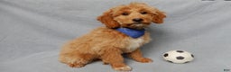 Mini Goldendoodle dogs for sale: Odie - Ad 2