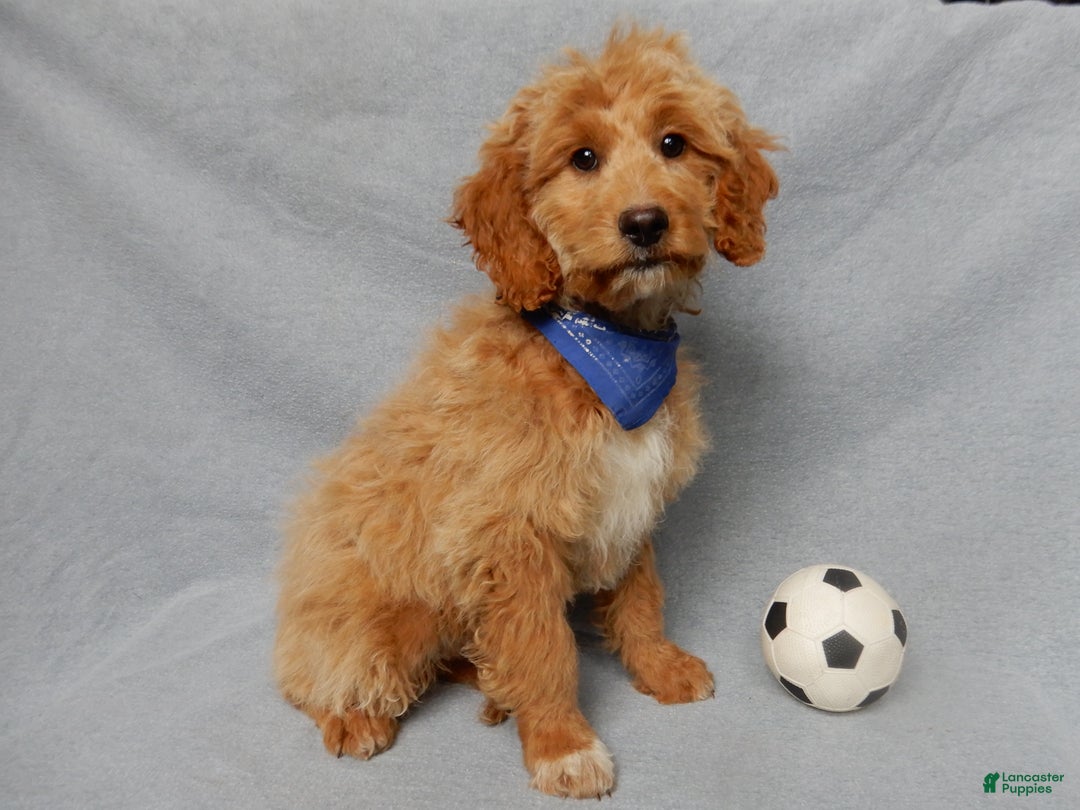 Mini Goldendoodle dogs for sale: Odie - Ad 2