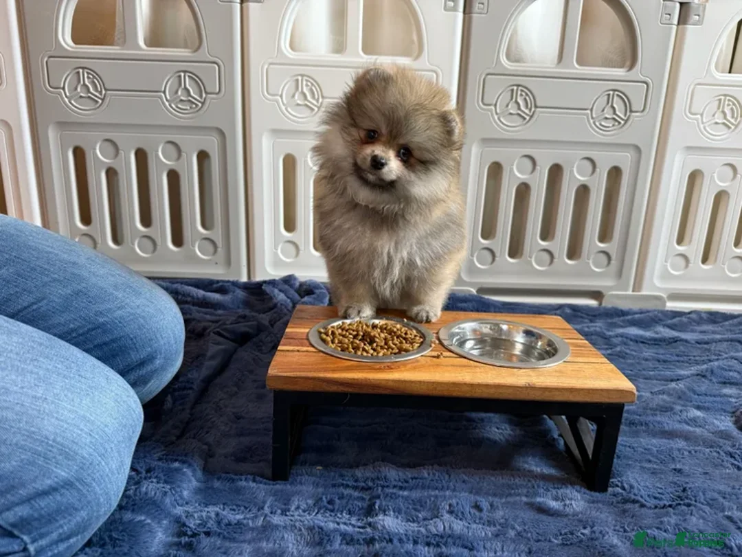 Pomeranian dogs for sale: Greg - Ad 12