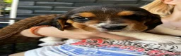 Basset Hound dogs for sale: Basset Hound 4-blue collar - Ad 1